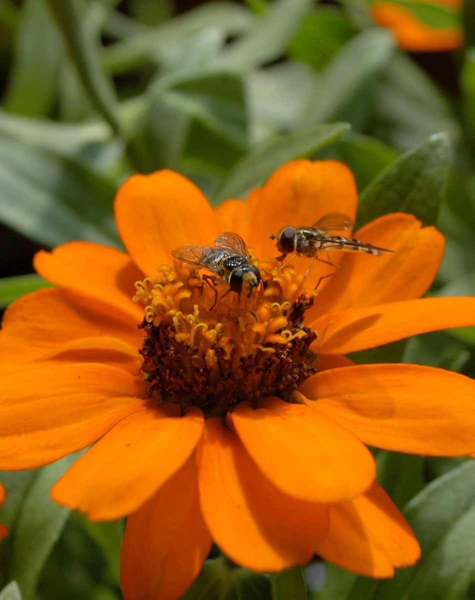 Natur im Focus: Insekten auf einer Blüte