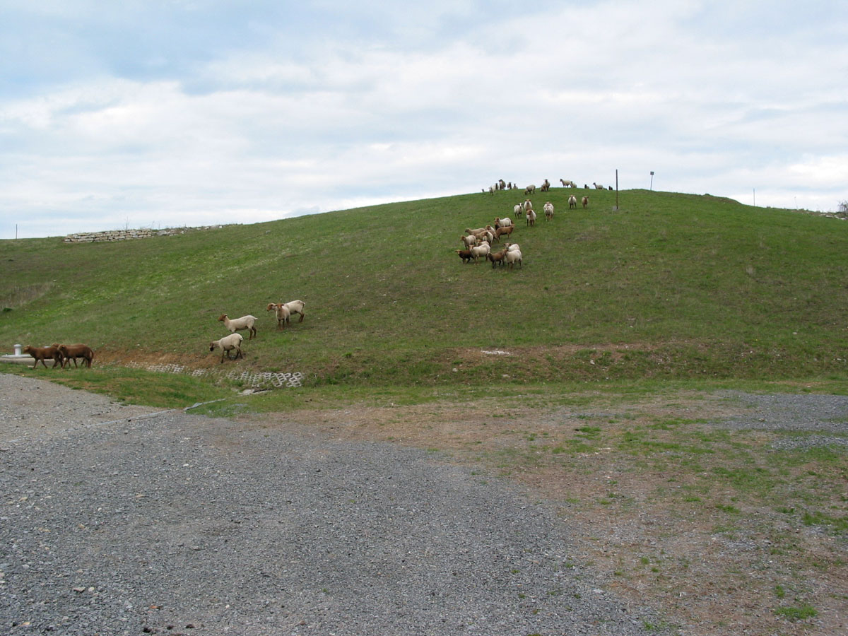 Rekultivierung einer alten Hausmülldeponie: Schafe auf einer Grasfläche