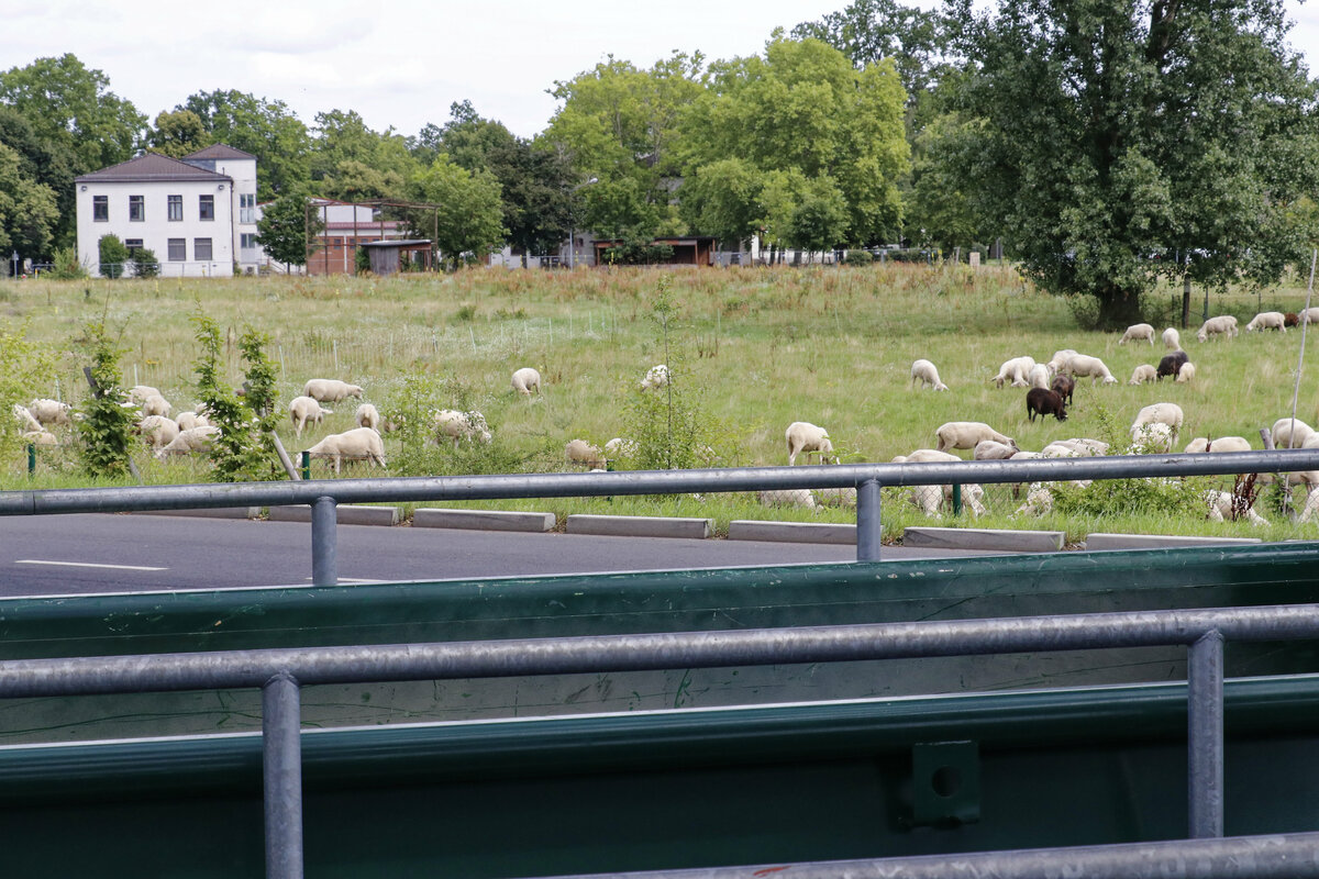 Schafe auf einer Wiese neben einem Wertstoffhof