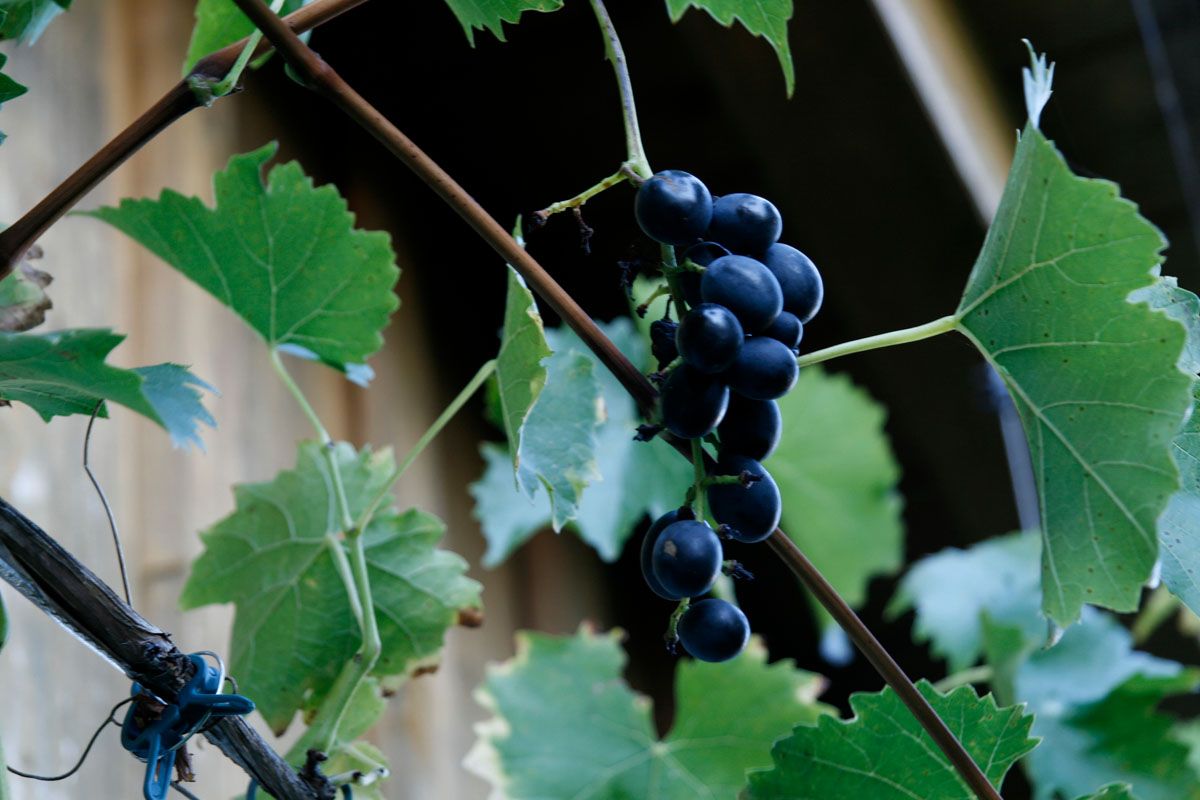 Weinrebe mit blauen Weintrauben an einer unterfränkischen Hauswand