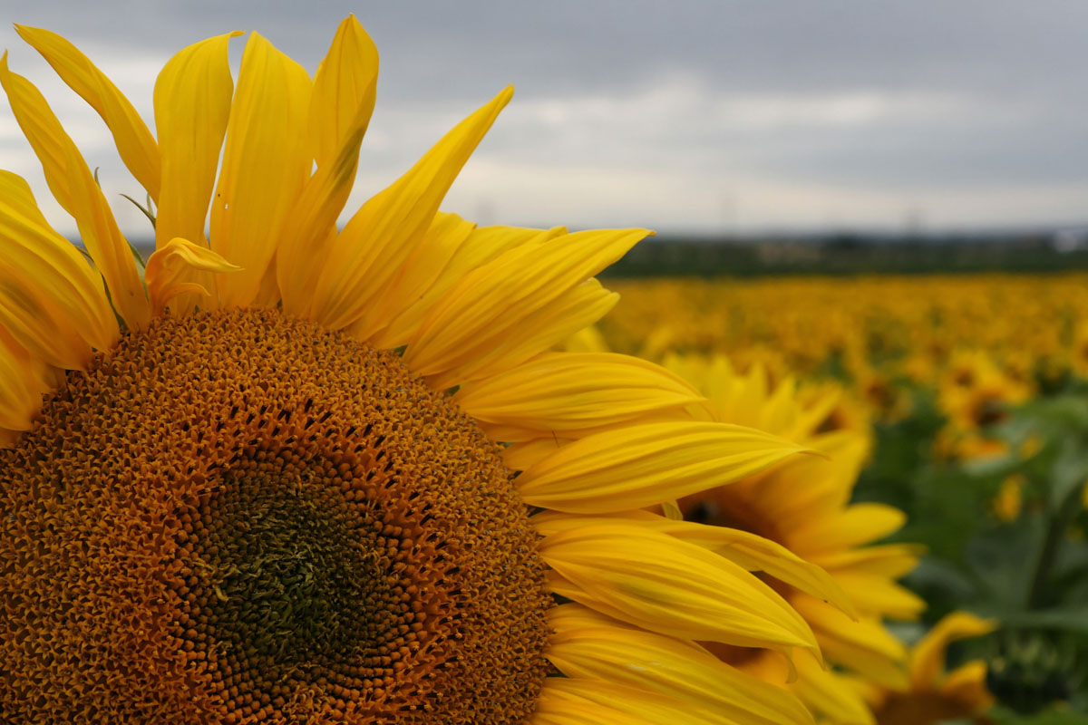 Es ist Sommer: Nahaufnahme einer gelben Sonnenblume in einem Sonnenblumenfeld