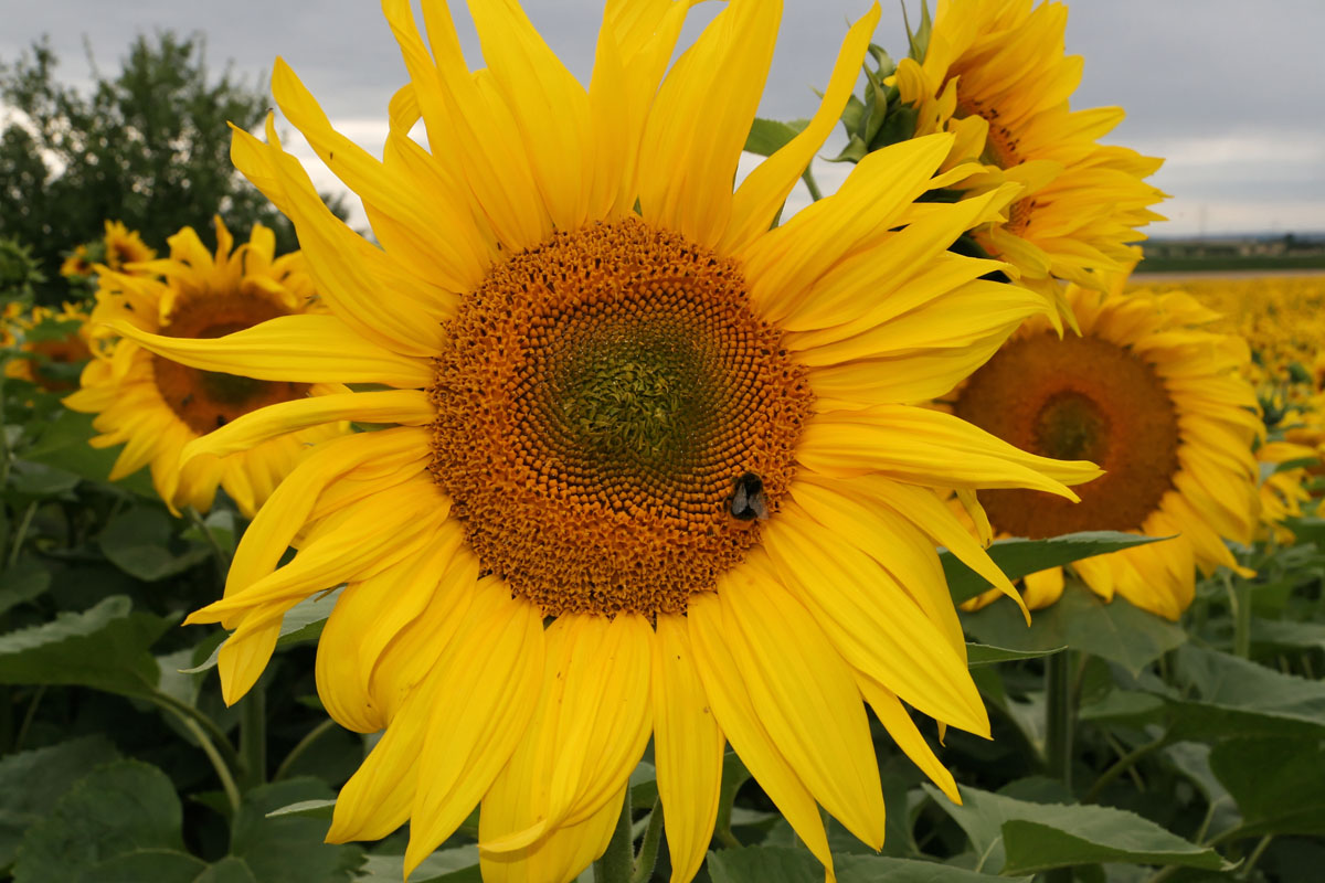 Feld von gelben Sonnenblumen in Unterfranken: Nahaufnahme einer Blüte mit Insekt