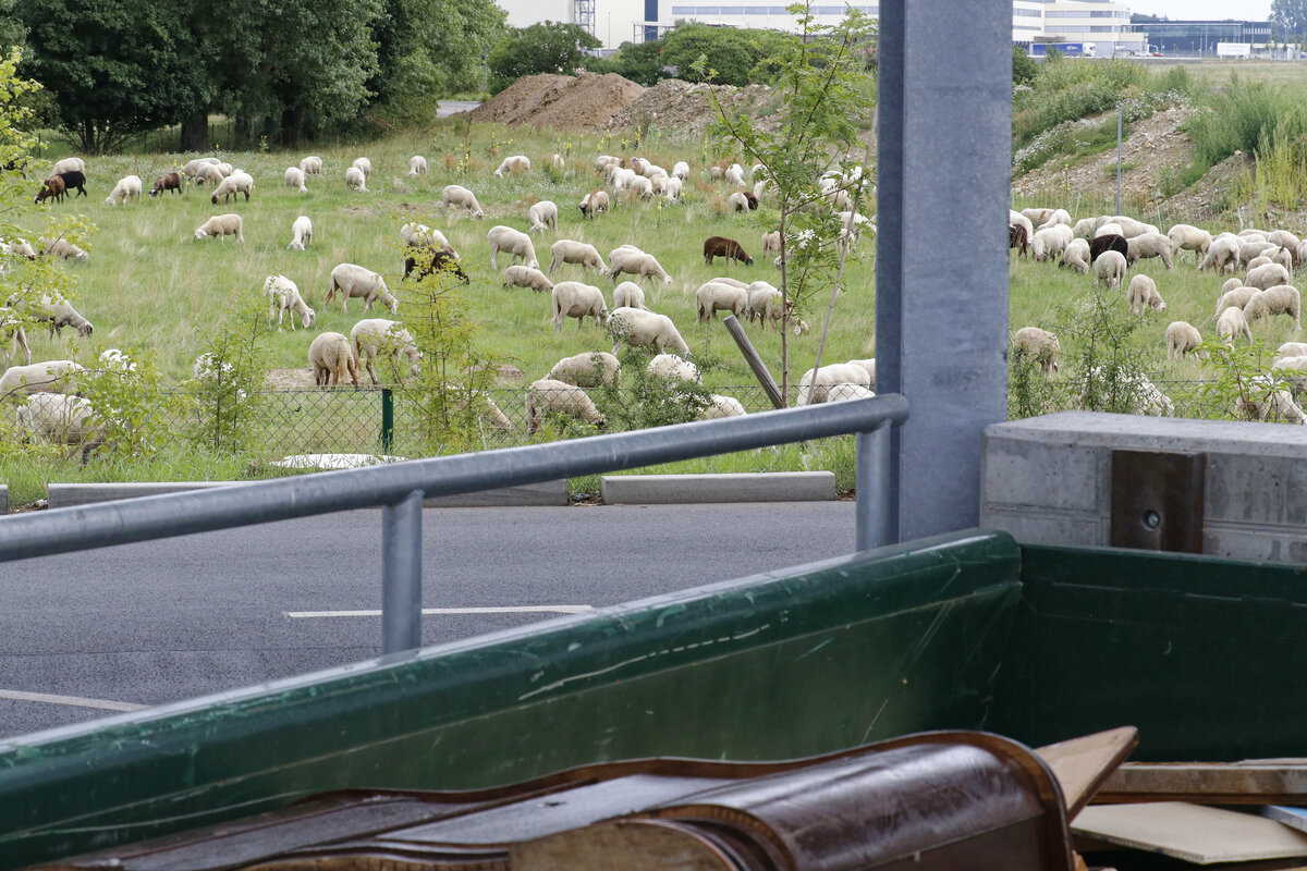 Schafe weiden neben einem Wertstoffhof, Schafweide, Wiese, Gras