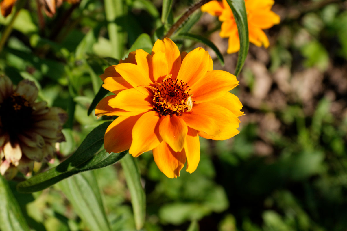 Orange Blüte, Blume, Blätter, Sonne