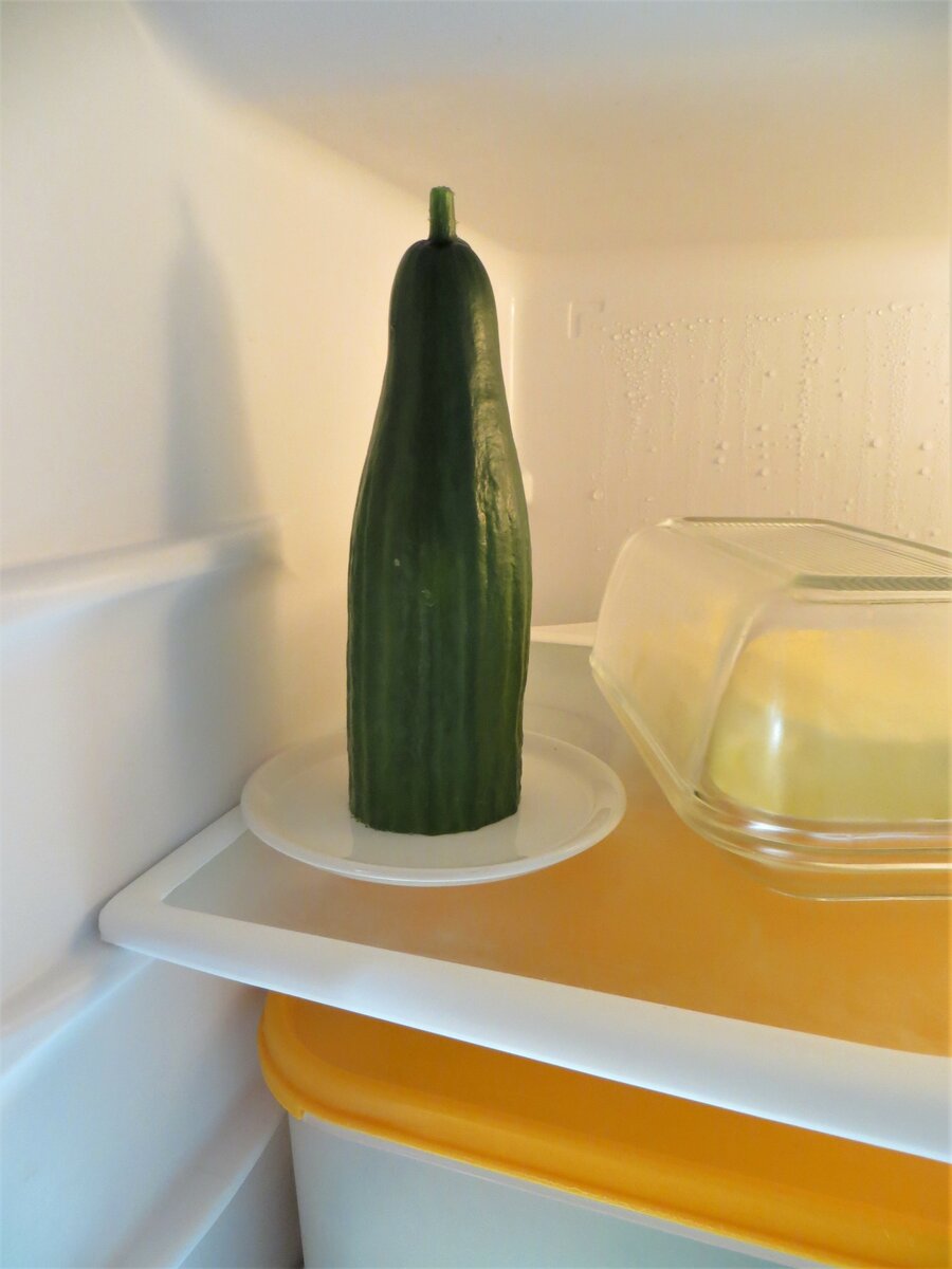 Aufbewahrung im Kühlschrank – Positivbeispiel: offene Aufbewahrung einer Gurke auf Teller, Vermeidung von Verpackungsmüll