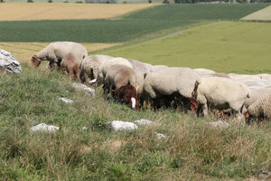 Rekultivierung einer alten Hausmülldeponie: Schaf, Schafe, weiden, Beweidung, Wiese, Gras