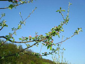 Zweig mit Apfelblüten-Knospen
