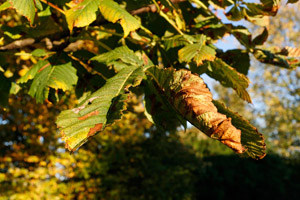 Blätter der Kastanie, die von dem Pflanzenschädling Miniermotte befallen sind