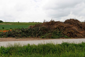 Sammelplatz für Grünabfälle (Häckselplatz): Äste, Strauchschnitt (Sträucher), Heckenschnitt
