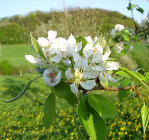 Birnenblüten