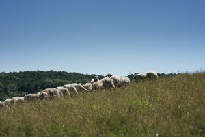 Ehemalige Hausmülldeponie, Deponiefläche, Rekultivierung, Schafe, Beweidung