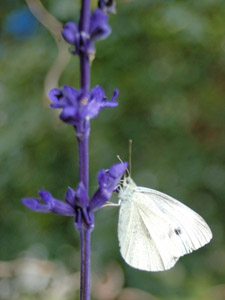 Natur im Focus: Schmetterling auf Nahrungssuche