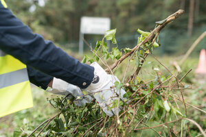 Grüngutsammlung, Grüngutsammelplatz, Grüngutannahme, Ast, Äste, Zweige, Strauch, Sträucher