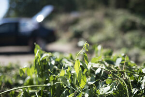 Grüngut, Grüngutsammlung