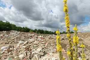 Natur auf einer Bauschuttdeponie, Bauschutt, Bauabfälle, Bauabfall, blühende Pflanze