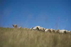 Ehemalige Hausmülldeponie, Rekultivierung, Schafe, Beweidung, Weiden, Deponiefläche, rekultivierte Fläche