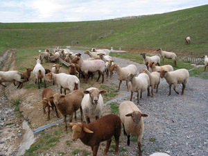 Teil der Rekultivierung einer alten Hausmülldeponie: Schafe weiden auf der Deponiefläche