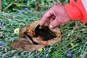 Organische Abfälle ganz nah: Kaffeefilter, Obst, Blumen, Grasschnitt
