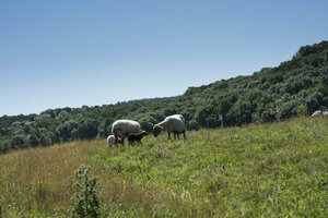 Ehemalige Hausmülldeponie, Deponiefläche, Rekultivierung, Schafe, Beweidung