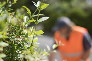 Müllwerker, Müllabfuhr