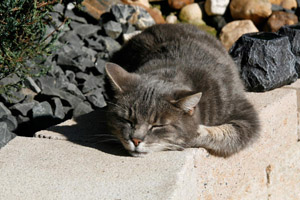 Katze/Kater sonnt sich im Garten in der Sonne