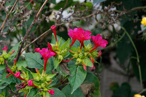 Blühende Pflanzen (Blüten) auf einer Bauschuttdeponie