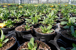 Pflanztöpfe aus Plastik: Verpackung oder Produkt?