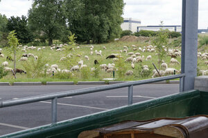 Schafweide neben einem Wertstoffhof, Schafe, Sperrmüllcontainer, Sperrabfallcontainer
