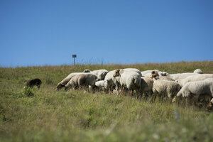 Ehemalige Hausmülldeponie, Rekultivierung, Schafe, Beweidung, Weiden, Deponiefläche, rekultivierte Fläche