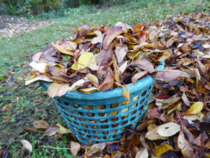 Laub, Herbst, Kompostierung, bunt, Blätter, Rohstoff, Plastikkorb; Sammelkorb