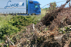 Grüngutsammelplatz, Strauchschnitt, Astschnitt, Sträucher, Äste, Laub