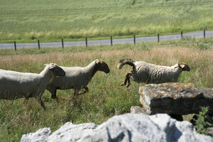 Ehemalige Hausmülldeponie, Deponiefläche, Rekultivierung, Schafe, Beweidung