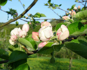 Apfelblüten am Zweig
