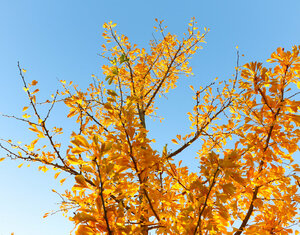 Herbstimpressionen, herbstliche Laubblätter, gelbe Laubblätter, Laubverfärbung