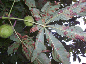 Von der Miniermotte befallenes Kastanienlaub: Rosskastanie, Rosskastanienminiermotte, Schädling