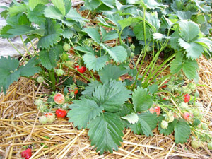Erdbeerpflanze