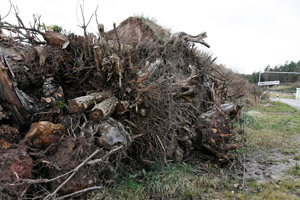 Grüngutsammelplatz, Grüngutsammelstelle, Kompostplatz, Wurzelstöcke, Baumstämme, Äste
