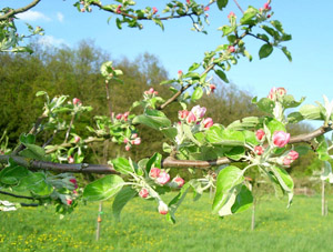 Knospen von Apfelblüten am Zweig